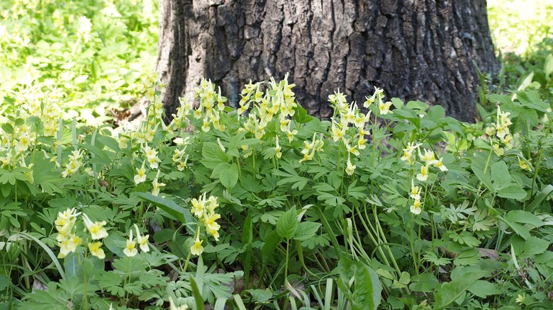 Yellow corydalis tree base