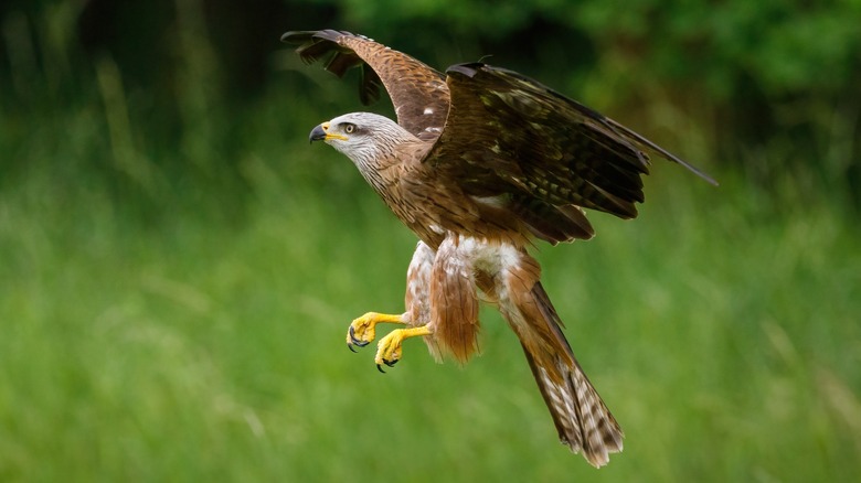 Black Kite flying