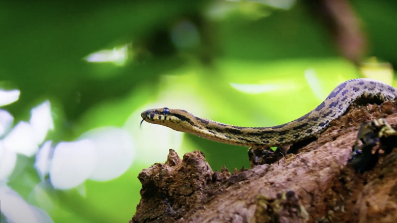 Snake crawling on log in Survivor