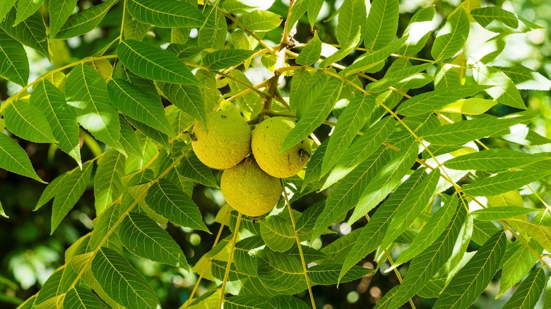 Black walnuts hanging from tree branch