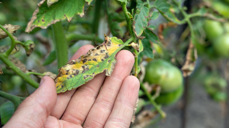 Diseased tomato leaf 