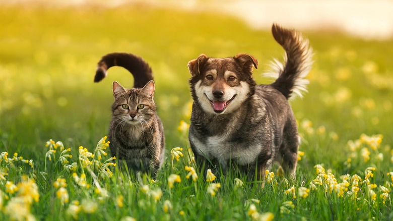 Cat and dog in a field