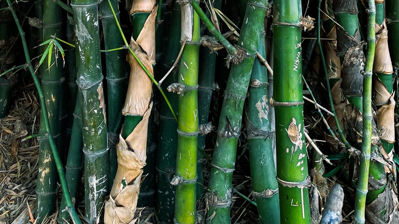 Bamboo stalks, close-up image