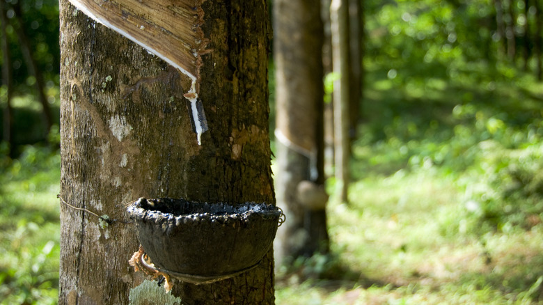 Bucket tied around rubber tree collecting sap