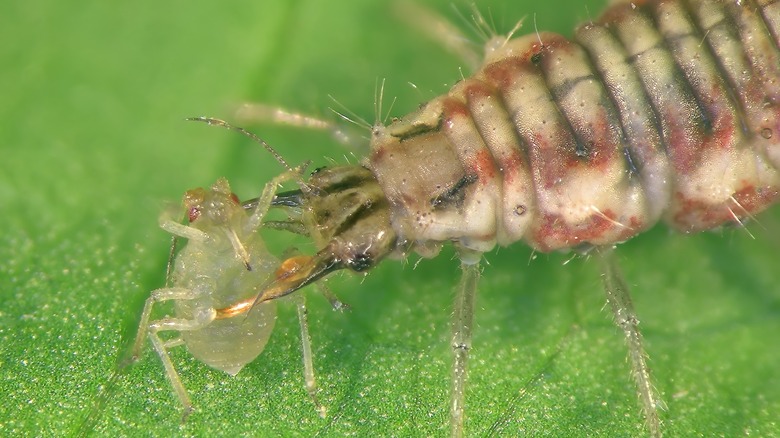Aphid predator eating an aphid 