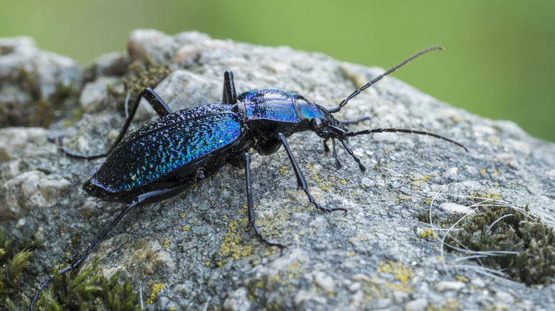 Male ground beetle 