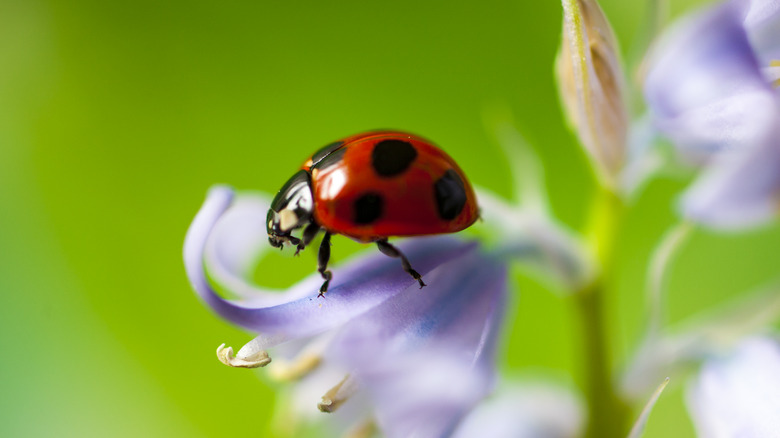 Ladybug on a flower 