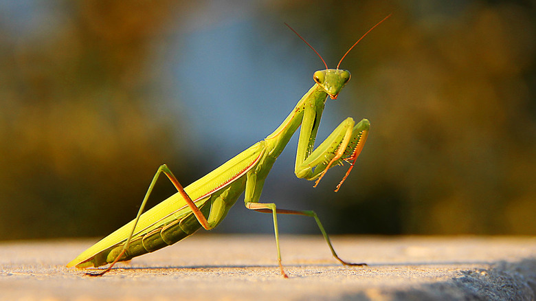 Praying mantis poised to strike 