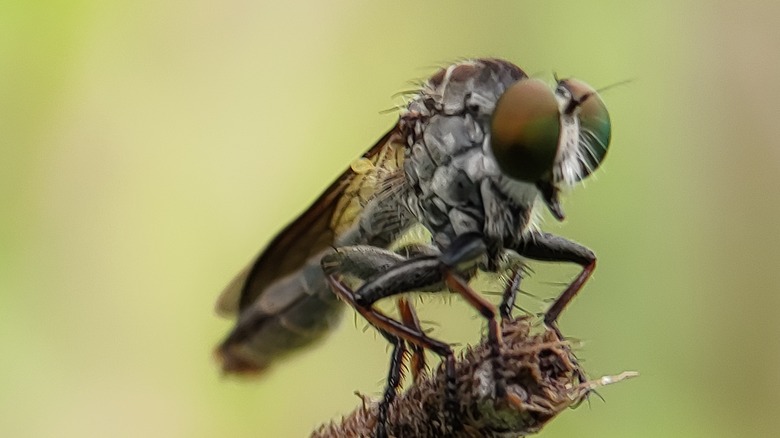 Closeup on robber fly