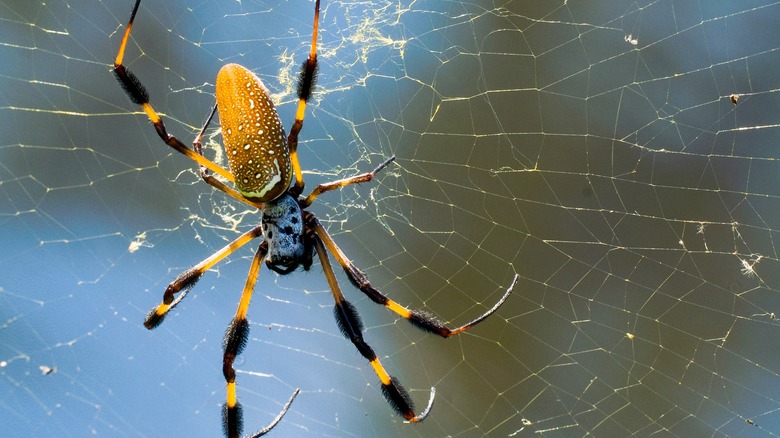 Large spider on a web