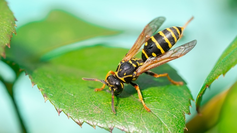 European wasp on leaf