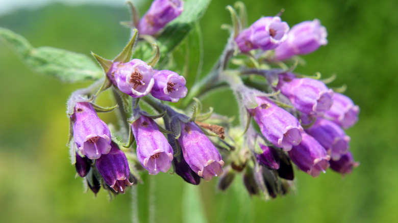 Close-up of purple flowers of common comfrey