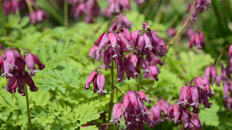 Fringed bleeding heart, close-up