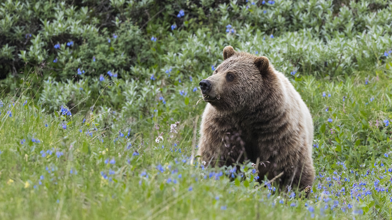 Brown bear standing in wildflowers