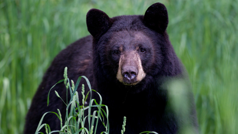 Black bear in tall grass