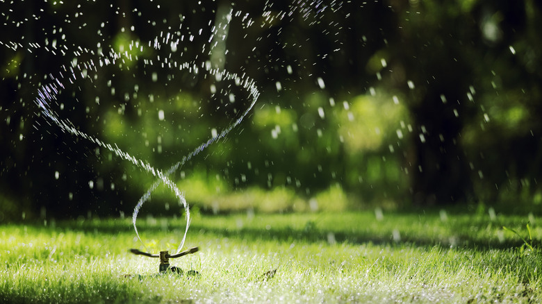 Lawn sprinkler watering grass