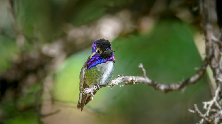 A Costa's hummingbird sits on a branch in Arizona