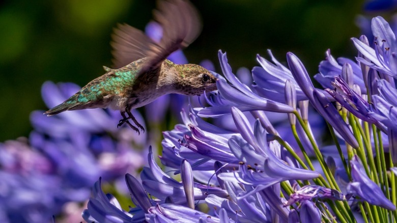 A hummingbird mid-flight sucking nectar from a purple-colored agapanthus flower