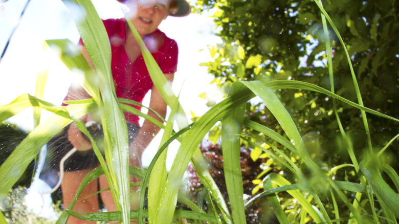 woman spraying weeds