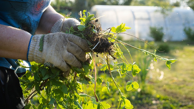 weeding in a garden