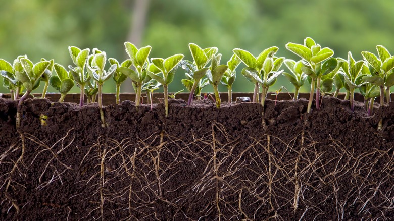 Sprouting plants