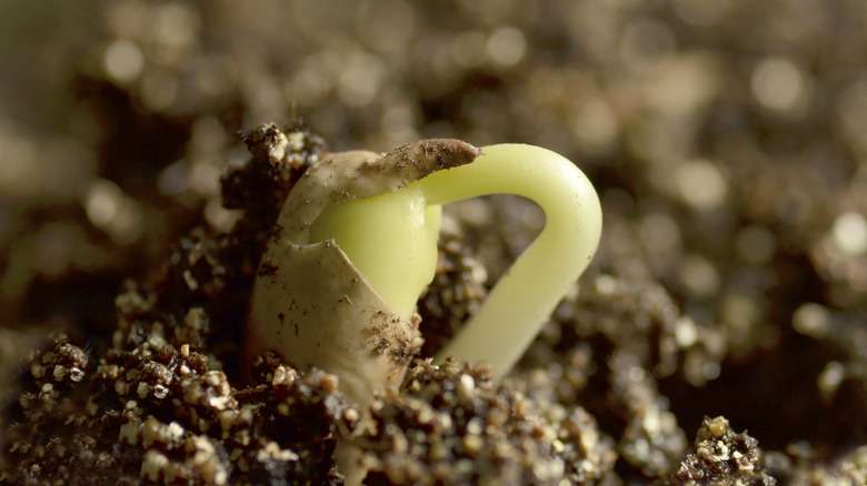 Sprout emerging from seed