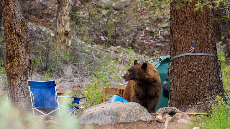 bear in campsite