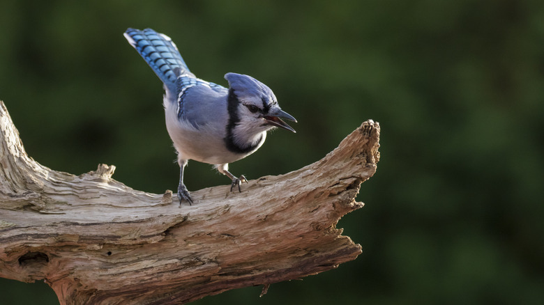 bluejay bird perched on branch