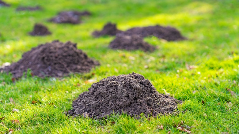 Mole mounds in green grass