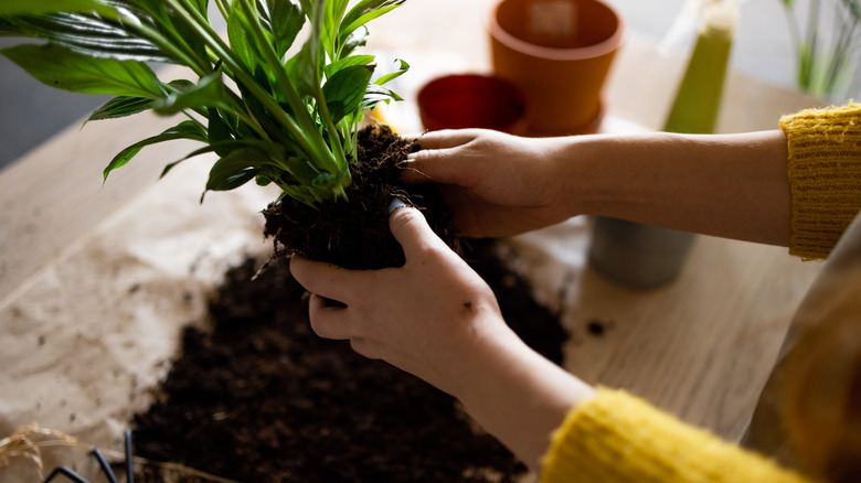 Person transplanting plant