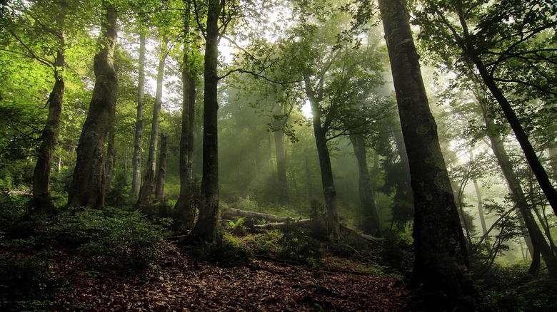 Forests in the Kharagauli National Park 