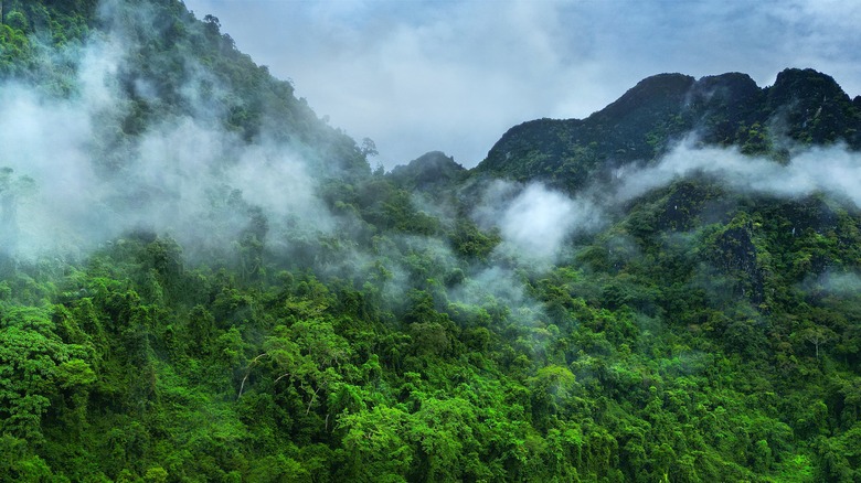 Mist above jungles
