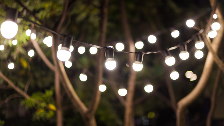 Outdoor lights hung in a tree