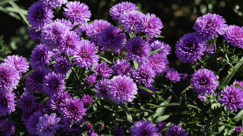 pink chrysanthemums