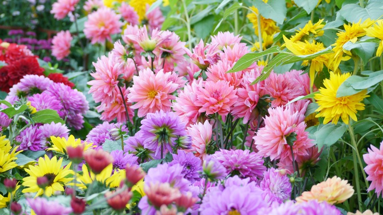 colourful Chrysanthemums