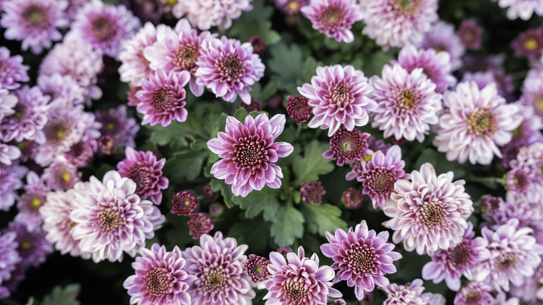 flowering pink chrysanthemums 