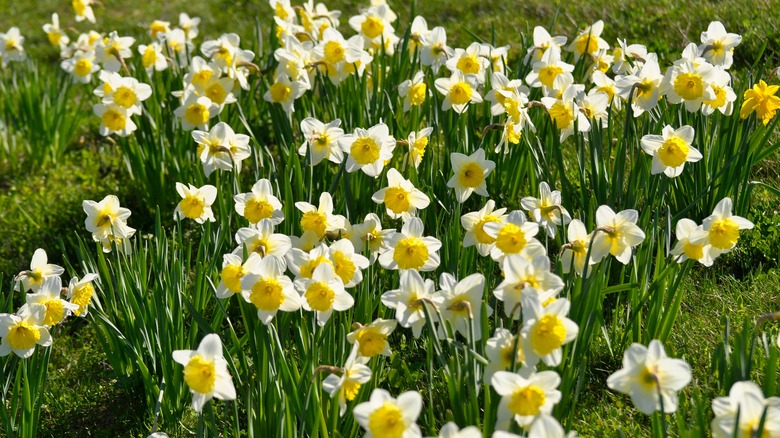 White and yellow daffodils