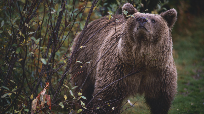 bear smelling air