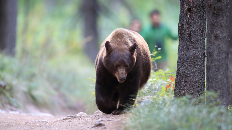 bear running from people