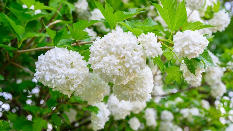 Snowball viburnum flowers