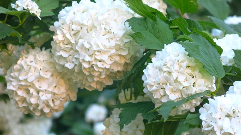 White snowball viburnum flowers