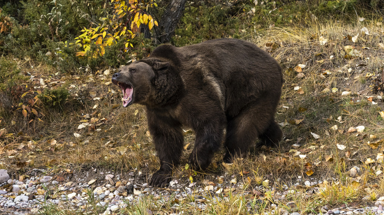 Grizzly bear roaring in woods