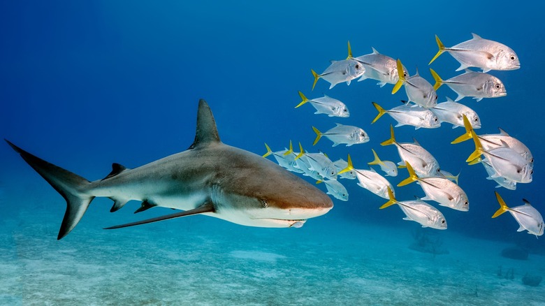 Bull shark with fish