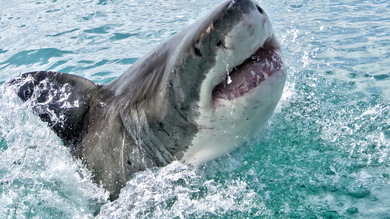 Great white shark jumping