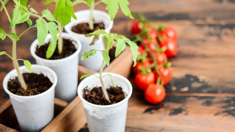 Tomato seedling plants