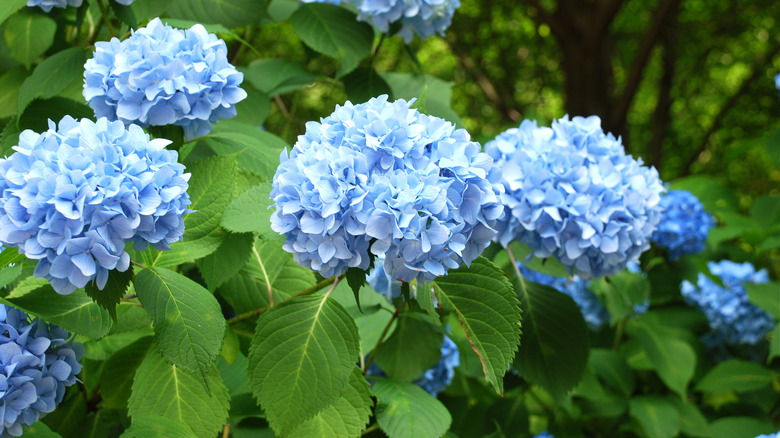 Blue hydrangeas