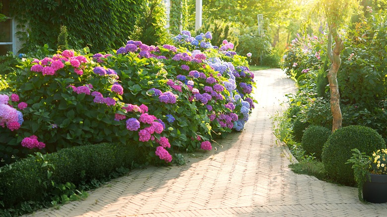 Garden path with hydrangeas 