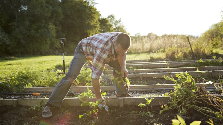 A man bends over to pull out weeds from a garden bed