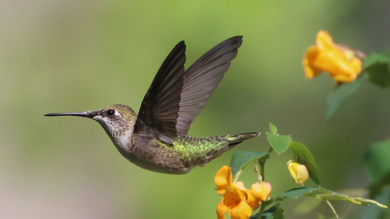 hummingbird