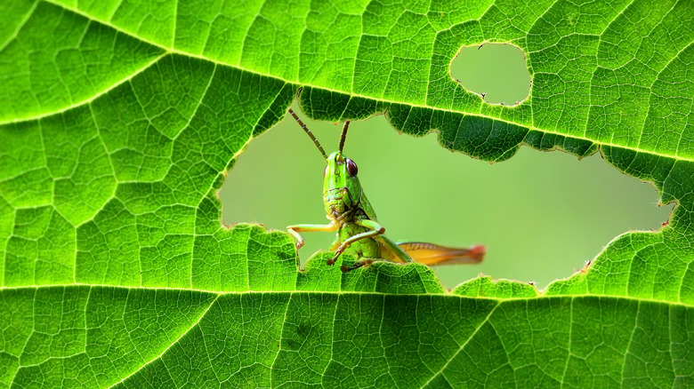 Grasshopper eating a green leaf